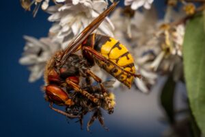 Gros plan d’un frelon au corps jaune et noir en train de capturer et dévorer une abeille sur une fleur blanche