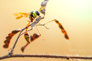 Grosse guêpe jaune et noire posée sur une tige sèche, en macro photographie, avec ses ailes translucides et son abdomen rayé bien visibles.